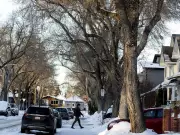 Edmonton Mayor Andrew Knack Proposes New Rules to Protect Mature Trees in Infill Developments