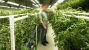 Energro Greenhouses Transforms Former Alberta Cannabis Facility into High-Tech Produce Farm