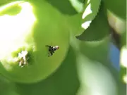 Expert Solutions for Apple Maggot and Garden Pest Management in Edmonton