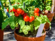 Expert Tips for Starting a Container Vegetable Garden on Your Deck