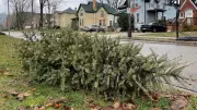 Final Week for Christmas Tree Curbside Pickup in Kitchener: Key Dates and Tips