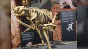 Fossil Discovery Overturns Theory: Giant Kangaroos Could Hop, Study Reveals