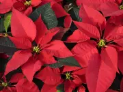 How to Keep Your Poinsettia Thriving Beyond the Holidays