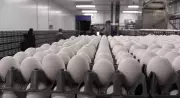 Listowel's Gray Ridge Farms Opens Canada's Largest Egg Grading Facility