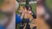 Lost for 54 Days: North Vancouver Dog Miraculously Reunited with Family