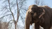 Lucy the Elephant Should Remain at Edmonton Valley Zoo, Experts Recommend