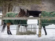 Montreal Braces for Arctic Blast: Snow Squall Watch Issued as Temperatures Plummet