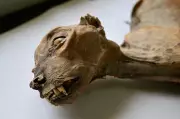 Mummified Cheetahs in Saudi Caves Reveal Secrets of Extinct Populations