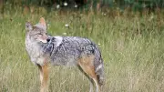 Nova Scotia Issues Coyote Advisory Amid Increased Activity
