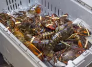Nova Scotia Lobster Exports Diversify as China Tariffs Shift Trade Patterns