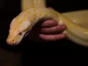 Ontario Judge Bans Python as Mental-Health Service Animal in Family Court