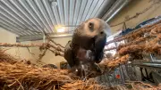 Ontario Parrot Rescue Launches Pilot Project to Meet Soaring Demand for Support