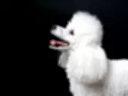 Ontario Taxpayers Foot $98K Bill After 55 Miniature Poodles Rescued from Filthy Home