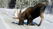 OPP Warns Northern Drivers: Moose on the Move Amid Frigid Weather