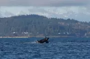 Orcas Stage Breathtaking Display for Seattle Onlookers