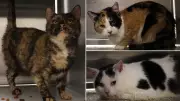 Ottawa Humane Society Rescues Three Cats Found Abandoned in Gym Bag