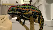 Over 1 Million Lego Bricks Build Animal Kingdom at Halifax Discovery Centre