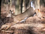 Point Pelee National Park Closes for Annual Deer Cull to Restore Ecological Balance
