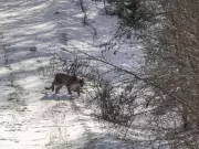 Rare Alberta Cougar Sighting and Frosty Wildlife Encounters in the Foothills
