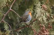 Rare European Robin Spotted in Montreal, Becomes Local Celebrity
