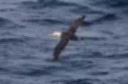 Rare Galapagos Albatross Makes Unprecedented 3,000-Mile Journey to California Coast