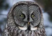 Rare Great Grey Owl Sighting in Barrie Prompts Public Safety Advisory