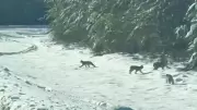Rare Lynx Family Captured on Video Crossing Road in Northern Ontario