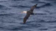 Rare Waved Albatross Spotted Off California Coast, Only Second Sighting North of Central America