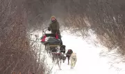 Saskatchewan's Winter Wonder: Dogsledding & Sauna at Blackstrap Draws Crowds