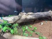 Saskatoon Wildlife Festival Returns with Exotic Animal Showcases at Prairieland Park