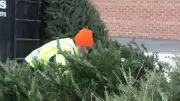 Scouts Regina Collects Over 750 Trees in Annual Christmas Tree Pickup