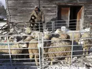 Sheep Power: How an Ontario Farm's 'Lamb-scaping' Idea is Revolutionizing Solar Farm Maintenance