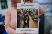 Social Media Mobilizes to Find Boro, Dog Who Survived Spain's Train Crash