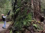 Stanley Park's 500-Year-Old Douglas Fir Sparks Debate Between Activists and Park Board