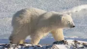 Three Injured in Polar Bear Attack in Remote Siberian Village