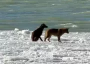 Two Dogs Dramatically Rescued from Detroit River Ice Floe Near Windsor