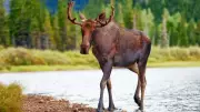 U.S. Hunters Fined $27,500 for Illegal Moose Hunt in Northern Ontario
