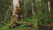 Watchdog Alleges Illegal Old-Growth Logging on Vancouver Island