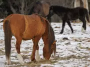 Wild Horses and Turquoise Ice: A Winter Journey in Alberta's Yara Creek Valley