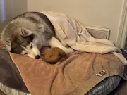 Windsor Police Save 11-Year-Old Husky from Icy Detroit River