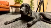 Winnipeg Police Deploy Electronic Storage Detection Dog Willow