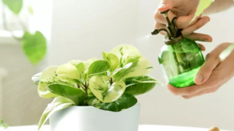 11 Budget-Friendly Indoor Plant Care Essentials Under $25 on Amazon Canada