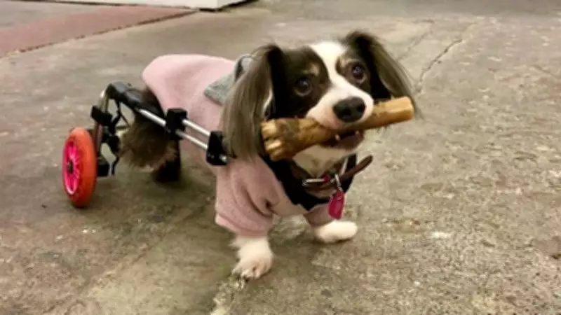 A Love Story Through Sickness and Health: Maya the Chiweenie's Legacy