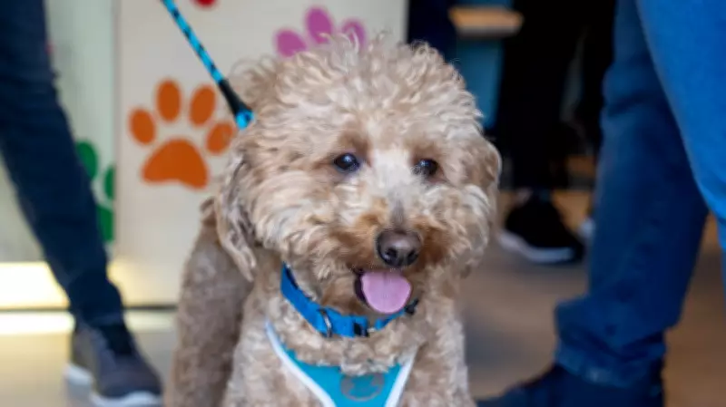 Abandoned Airport Goldendoodle Adopted by Responding Police Officer