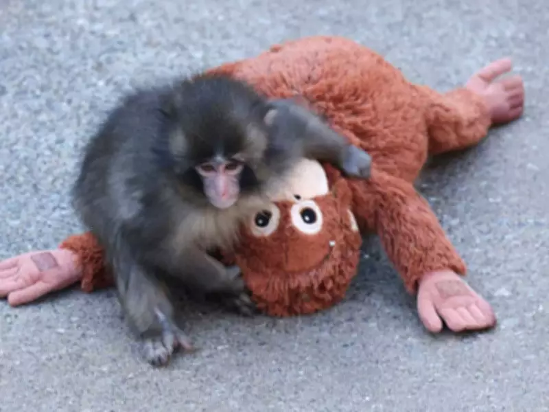 Abandoned Baby Monkey's Bond with IKEA Stuffed Toy Captivates Global Audience