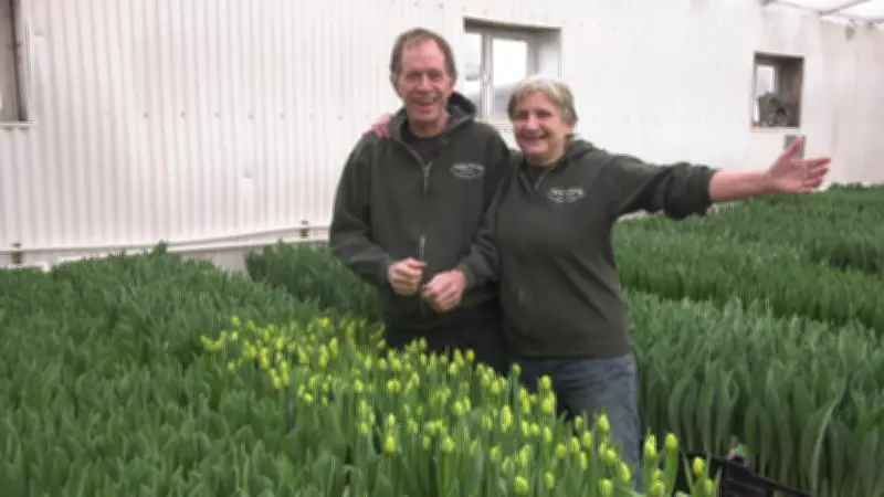 Alberta Couple's 26-Year Passion: Growing Tulips Through Harsh Winter Months