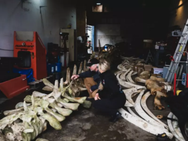 Alberta Studio Reconstructs 20-Metre Blue Whale Skeleton in East Coulee