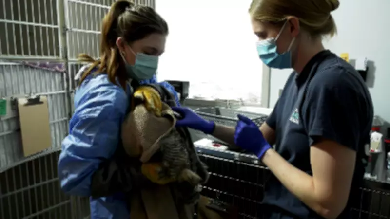 Alberta Wildlife Rehab Sets New Record for Animal Intake in 2025