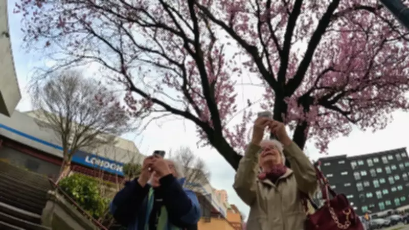 Alberta Woman Finds 'Absolute Joy' in B.C.'s Cherry Blossoms After Escaping Snow