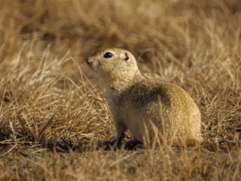 Alberta's Unseasonal Thaw: Wildlife and Landscapes in a Snowless February